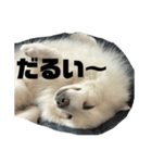 日本スピッツのジェイ（個別スタンプ：7）