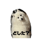 日本スピッツのジェイ（個別スタンプ：8）