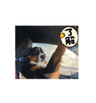ジャックくんの日常！(バーニーズ)（個別スタンプ：7）