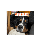 ジャックくんの日常！(バーニーズ)（個別スタンプ：9）