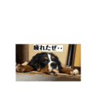 ジャックくんの日常！(バーニーズ)（個別スタンプ：10）