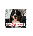 ジャックくんの日常！(バーニーズ)（個別スタンプ：11）