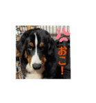 ジャックくんの日常！(バーニーズ)（個別スタンプ：14）
