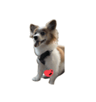 世界一可愛い犬3あーちゃん（個別スタンプ：1）