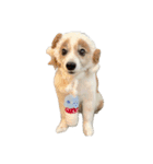 世界一可愛い犬3あーちゃん（個別スタンプ：2）