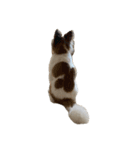 世界一可愛い犬3あーちゃん（個別スタンプ：3）