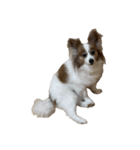 世界一可愛い犬3あーちゃん（個別スタンプ：4）