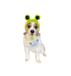 世界一可愛い犬3あーちゃん（個別スタンプ：5）
