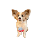 世界一可愛い犬3あーちゃん（個別スタンプ：6）