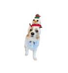 世界一可愛い犬3あーちゃん（個別スタンプ：7）