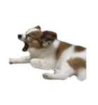 世界一可愛い犬3あーちゃん（個別スタンプ：10）