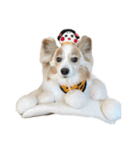 世界一可愛い犬3あーちゃん（個別スタンプ：12）