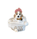 世界一可愛い犬3あーちゃん（個別スタンプ：13）