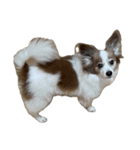 世界一可愛い犬3あーちゃん（個別スタンプ：15）