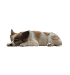 世界一可愛い犬3あーちゃん（個別スタンプ：16）