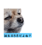 3月誕生日の人のスタンプ（個別スタンプ：3）