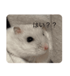 あたいのハム太郎（個別スタンプ：6）