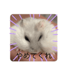 あたいのハム太郎（個別スタンプ：7）