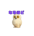 白フクロウのスタンプ（個別スタンプ：17）