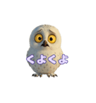 白フクロウのスタンプ（個別スタンプ：31）