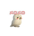 白フクロウのスタンプ（個別スタンプ：39）