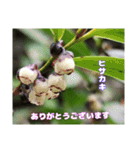ご挨拶に 初春の山野草のお花を添えて（個別スタンプ：2）