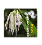 ご挨拶に 初春の山野草のお花を添えて（個別スタンプ：3）