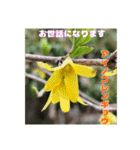 ご挨拶に 初春の山野草のお花を添えて（個別スタンプ：4）