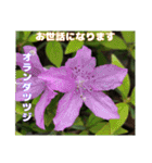 ご挨拶に 初春の山野草のお花を添えて（個別スタンプ：5）