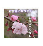 ご挨拶に 初春の山野草のお花を添えて（個別スタンプ：6）