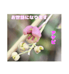ご挨拶に 初春の山野草のお花を添えて（個別スタンプ：8）