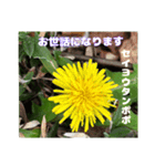 ご挨拶に 初春の山野草のお花を添えて（個別スタンプ：9）