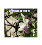 ご挨拶に 初春の山野草のお花を添えて（個別スタンプ：10）