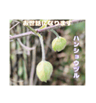 ご挨拶に 初春の山野草のお花を添えて（個別スタンプ：11）