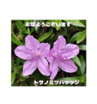 ご挨拶に 初春の山野草のお花を添えて（個別スタンプ：12）
