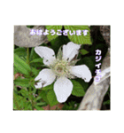 ご挨拶に 初春の山野草のお花を添えて（個別スタンプ：13）
