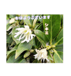 ご挨拶に 初春の山野草のお花を添えて（個別スタンプ：14）