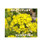ご挨拶に 初春の山野草のお花を添えて（個別スタンプ：15）