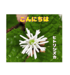 ご挨拶に 初春の山野草のお花を添えて（個別スタンプ：16）