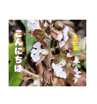 ご挨拶に 初春の山野草のお花を添えて（個別スタンプ：17）