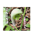 ご挨拶に 初春の山野草のお花を添えて（個別スタンプ：18）