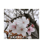 ご挨拶に 初春の山野草のお花を添えて（個別スタンプ：19）