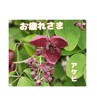 ご挨拶に 初春の山野草のお花を添えて（個別スタンプ：20）