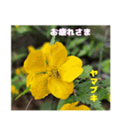 ご挨拶に 初春の山野草のお花を添えて（個別スタンプ：21）
