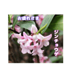 ご挨拶に 初春の山野草のお花を添えて（個別スタンプ：22）