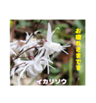 ご挨拶に 初春の山野草のお花を添えて（個別スタンプ：23）