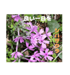 ご挨拶に 初春の山野草のお花を添えて（個別スタンプ：24）