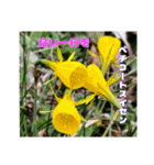 ご挨拶に 初春の山野草のお花を添えて（個別スタンプ：25）