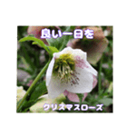 ご挨拶に 初春の山野草のお花を添えて（個別スタンプ：26）