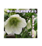 ご挨拶に 初春の山野草のお花を添えて（個別スタンプ：27）